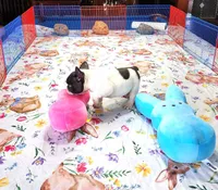 WAR PAINT, a male French Bulldog for sale in Nashville, MI – Photo 8 of 8