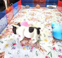 WAR PAINT, a male French Bulldog for sale in Nashville, MI – Photo 5 of 8