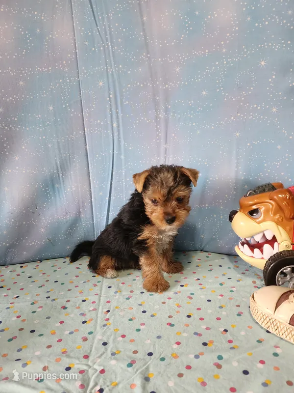 SAM – Yorkshire Terrier puppy for sale in Nashville, MI
