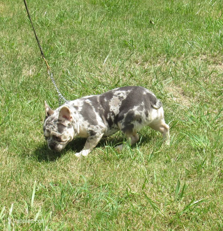 SHADES – French Bulldog puppy for sale in Nashville, MI