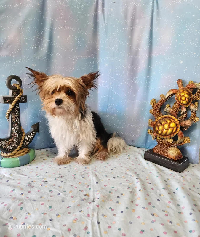 SAMONA – Yorkshire Terrier puppy for sale in Nashville, MI