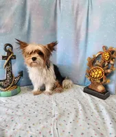 SAMONA, a female Yorkshire Terrier for sale in Nashville, MI – 1 of 4