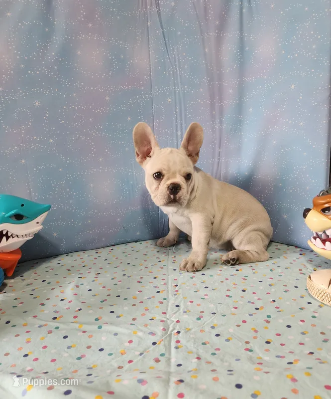 BUTTON – French Bulldog puppy for sale in Nashville, MI