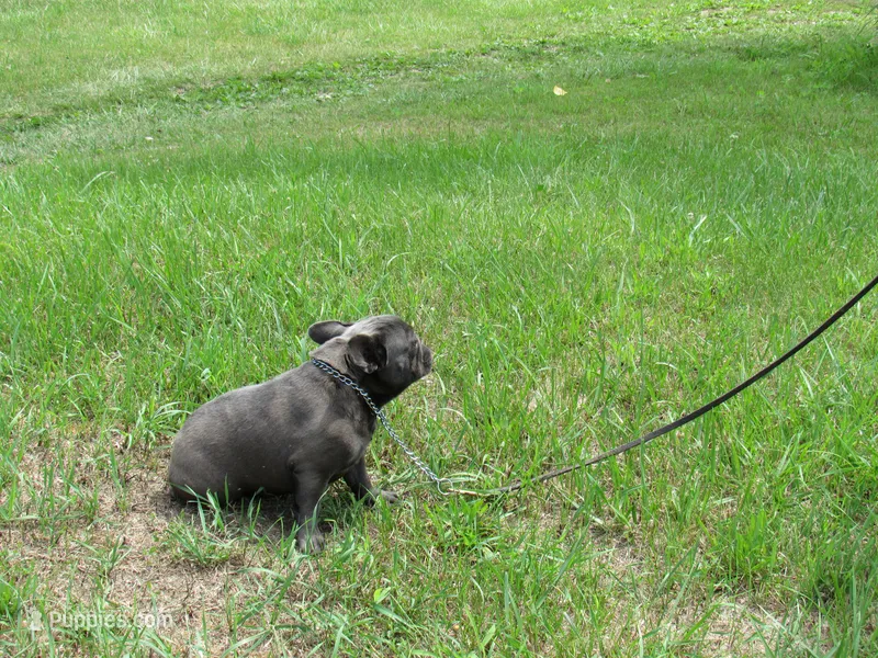 INDIGO – French Bulldog puppy for sale in Nashville, MI