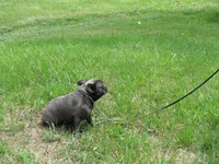INDIGO, a female French Bulldog for sale in Nashville, MI – 3 of 5