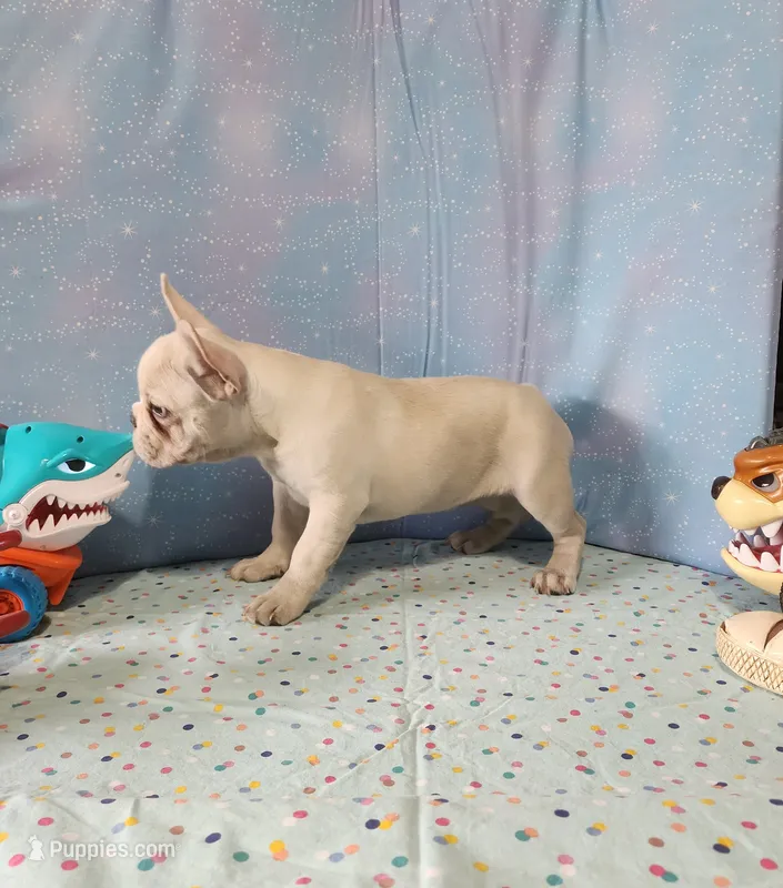 BUTTON – French Bulldog puppy for sale in Nashville, MI
