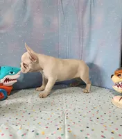 BUTTON, a female French Bulldog for sale in Nashville, MI – 5 of 10