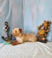 TREASURE, a male Yorkshire Terrier for sale in Nashville, MI – 3 of 4