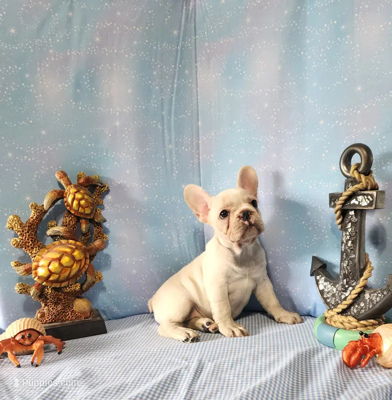 BUTTON – French Bulldog puppy for sale in Nashville, MI