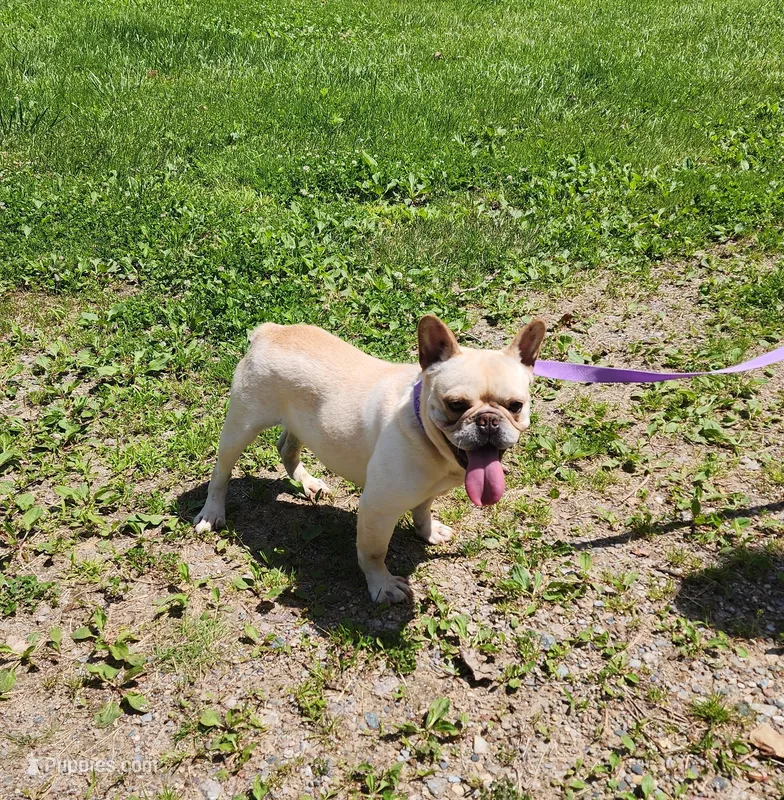 RIMFIRM – French Bulldog puppy for sale in Nashville, MI