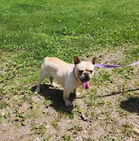 RIMFIRM, a male French Bulldog for sale in Nashville, MI – 2 of 6