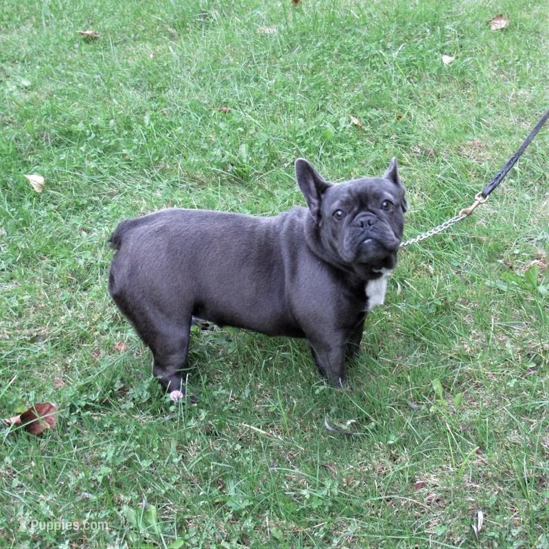 BLUE SATIN – French Bulldog puppy for sale in Nashville, MI