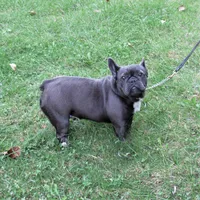 BLUE SATIN, a female French Bulldog for sale in Nashville, MI – 3 of 5