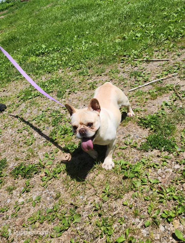 RIMFIRM – French Bulldog puppy for sale in Nashville, MI