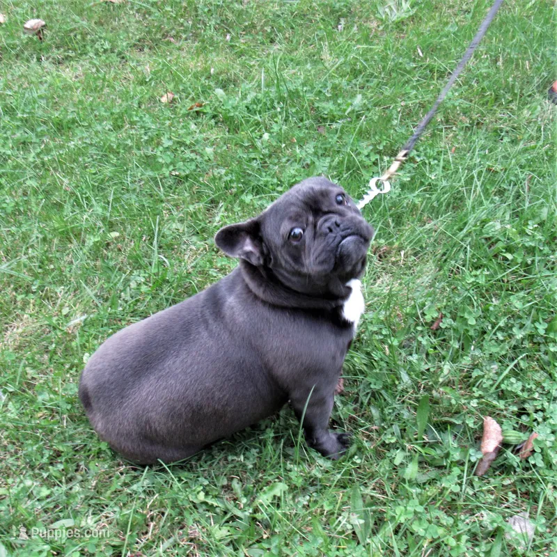 BLUE SATIN – French Bulldog puppy for sale in Nashville, MI