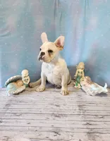 BUTTON, a female French Bulldog for sale in Nashville, MI – 4 of 5