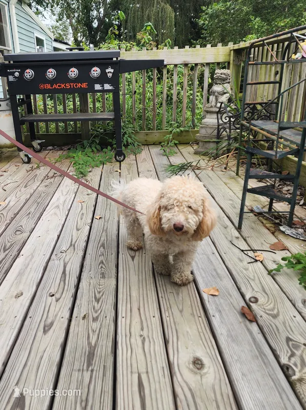 ATREYU – Miniature Bernedoodle puppy for sale in Nashville, MI