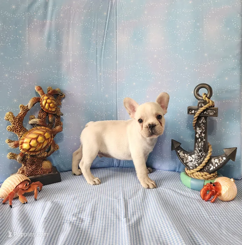 BUTTON – French Bulldog puppy for sale in Nashville, MI