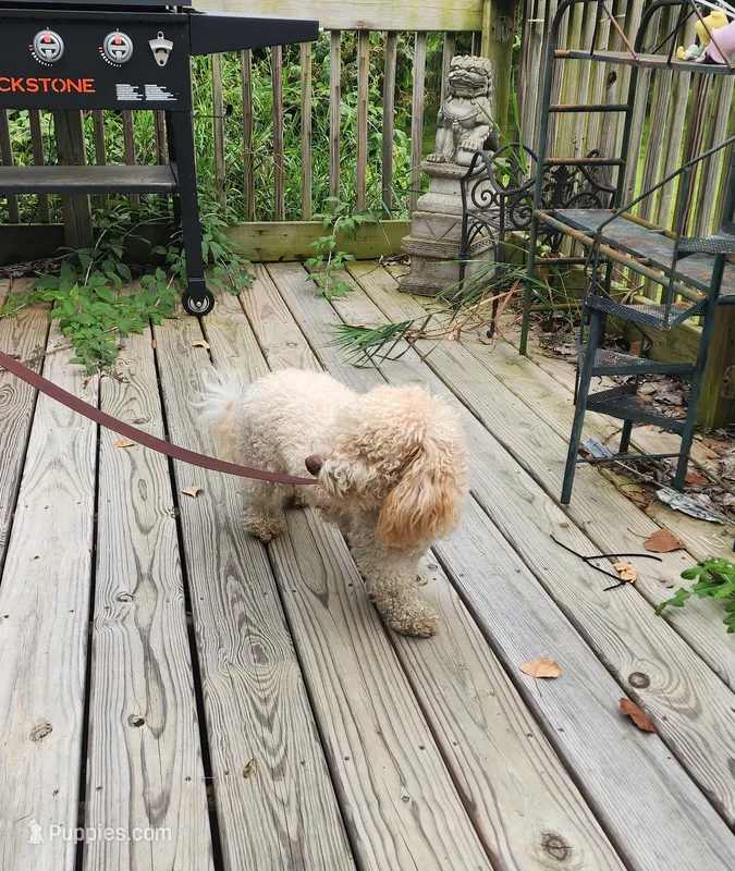 ATREYU – Miniature Bernedoodle puppy for sale in Nashville, MI