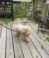 ATREYU, a male Miniature Bernedoodle for sale in Nashville, MI – 3 of 8