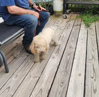 ATREYU, a male Miniature Bernedoodle for sale in Nashville, MI – 5 of 8