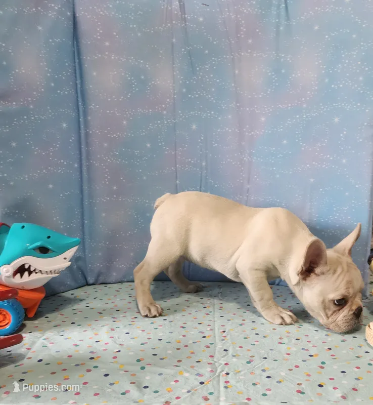 BUTTON – French Bulldog puppy for sale in Nashville, MI
