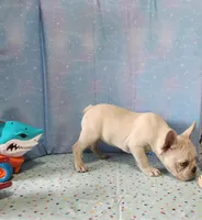 BUTTON, a female French Bulldog for sale in Nashville, MI – 9 of 10