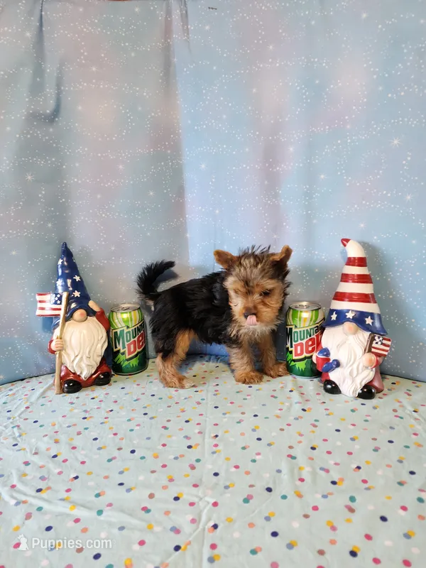 SAM – Yorkshire Terrier puppy for sale in Nashville, MI