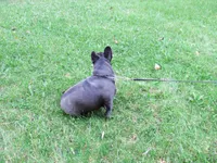 BLUE SATIN, a female French Bulldog for sale in Nashville, MI – 5 of 5