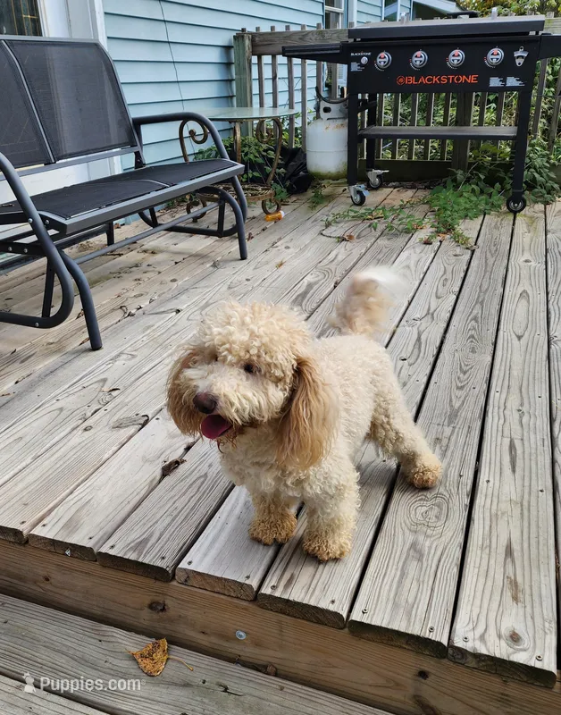 ATREYU – Miniature Bernedoodle puppy for sale in Nashville, MI