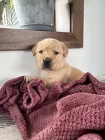 Jett , a male Labrador Retriever for sale in Richland Center, WI – 5 of 9