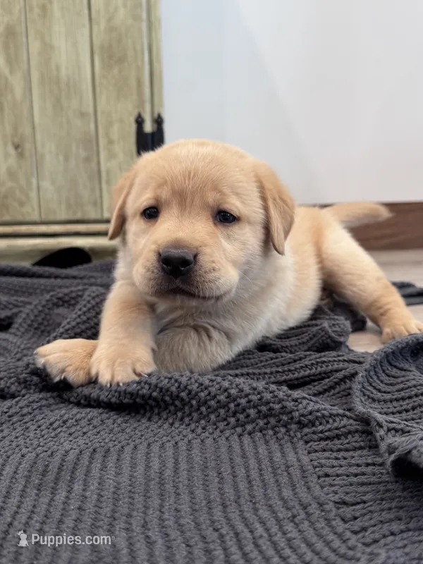Jett  – Labrador Retriever puppy for sale in Richland Center, WI