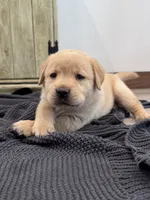 Jett , a male Labrador Retriever for sale in Richland Center, WI – 1 of 9