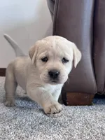 Jade, a female Labrador Retriever for sale in Richland Center, WI – 4 of 8