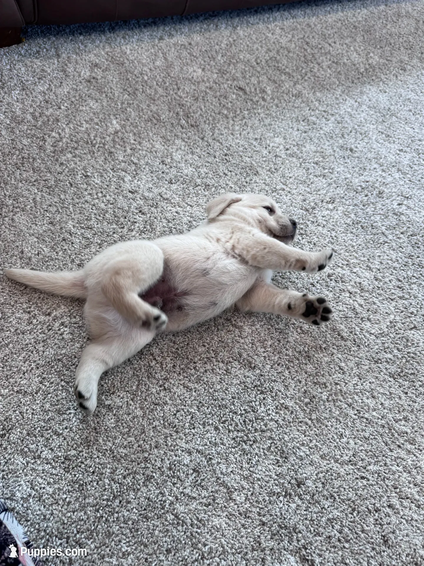 Juno , a male Labrador Retriever for sale in Richland Center, WI – 5 of 10