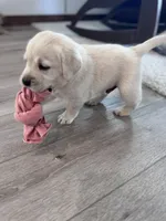 Juno , a male Labrador Retriever for sale in Richland Center, WI – 2 of 10
