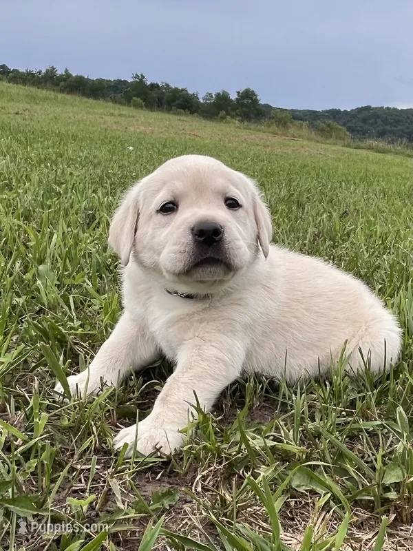 Juno  – Labrador Retriever puppy for sale in Richland Center, WI