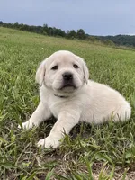 Juno , a male Labrador Retriever for sale in Richland Center, WI – 1 of 10