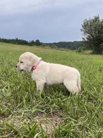 Jade, a female Labrador Retriever for sale in Richland Center, WI – 6 of 8
