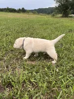 Juno , a male Labrador Retriever for sale in Richland Center, WI – 3 of 10