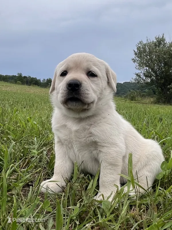 Jade – Labrador Retriever puppy for sale in Richland Center, WI
