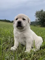 Jade, a female Labrador Retriever for sale in Richland Center, WI – 1 of 8