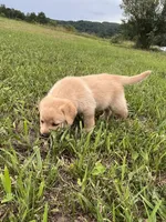 Jett , a male Labrador Retriever for sale in Richland Center, WI – 2 of 9