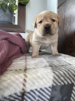 Jett , a male Labrador Retriever for sale in Richland Center, WI – 6 of 9