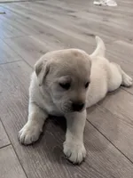 Jade, a female Labrador Retriever for sale in Richland Center, WI – 5 of 8
