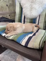 Jett, a male Labrador Retriever for sale in Richland Center, WI – 4 of 7