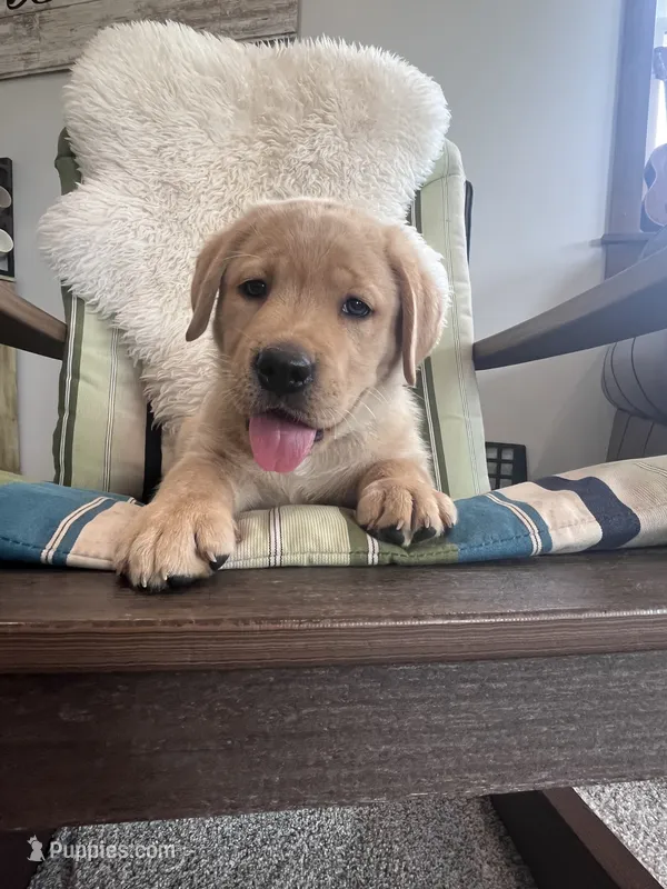Jett – Labrador Retriever puppy for sale in Richland Center, WI
