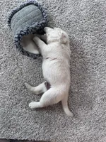Juno , a male Labrador Retriever for sale in Richland Center, WI – 4 of 10