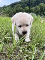 Jade, a female Labrador Retriever for sale in Richland Center, WI – 2 of 8