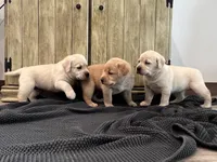 Juno , a male Labrador Retriever for sale in Richland Center, WI – 8 of 10